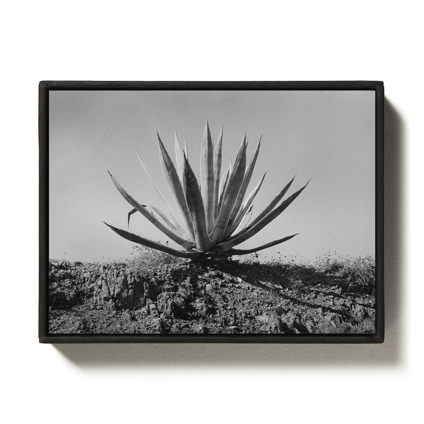 Agave