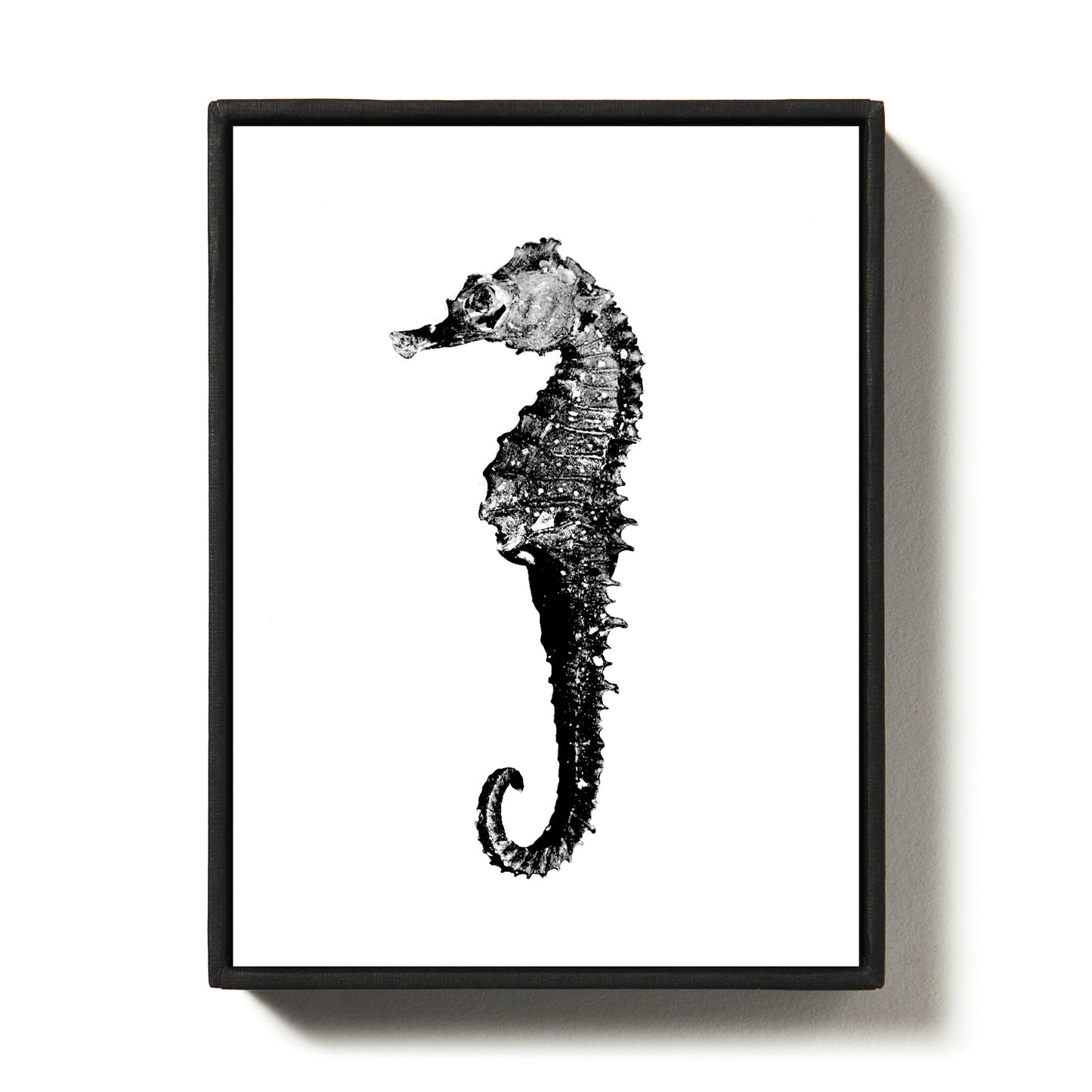 The seahorse