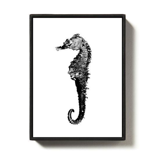 The seahorse